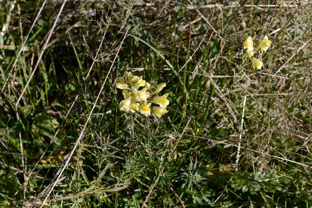 Linaria vulgaris