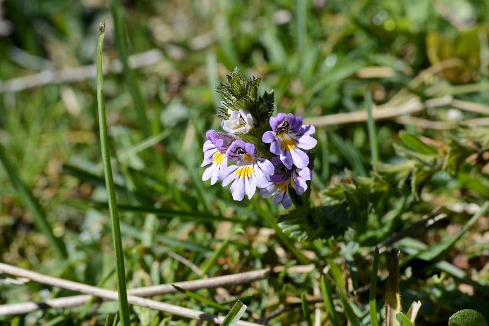 Euphrasia sp.