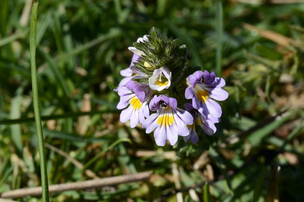 Euphrasia sp.