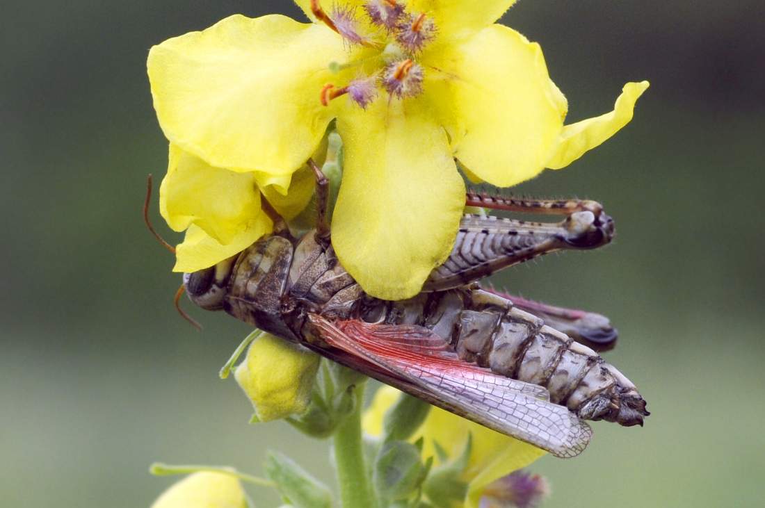 Calliptamus sp. parassitato da Entomophaga grylli