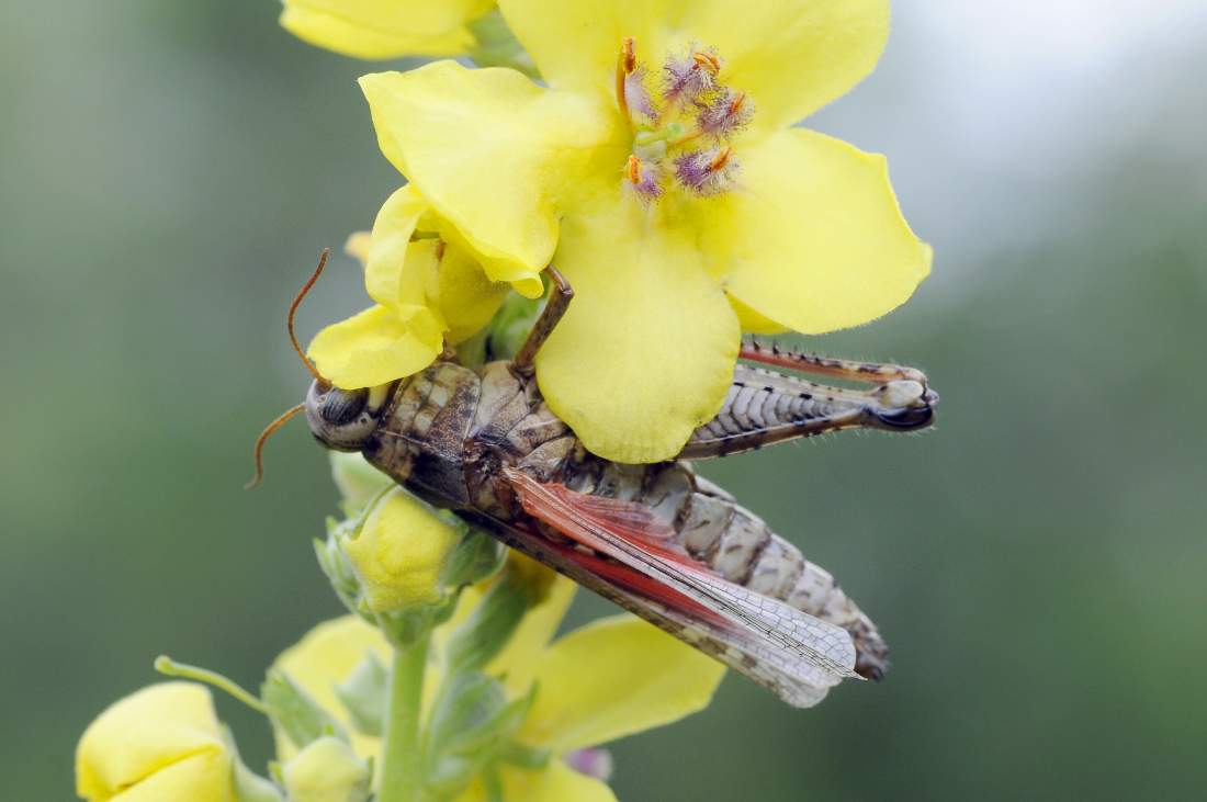 Calliptamus sp. parassitato da Entomophaga grylli