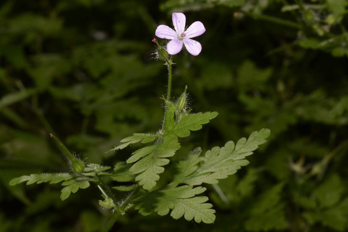 Geranium robertianum