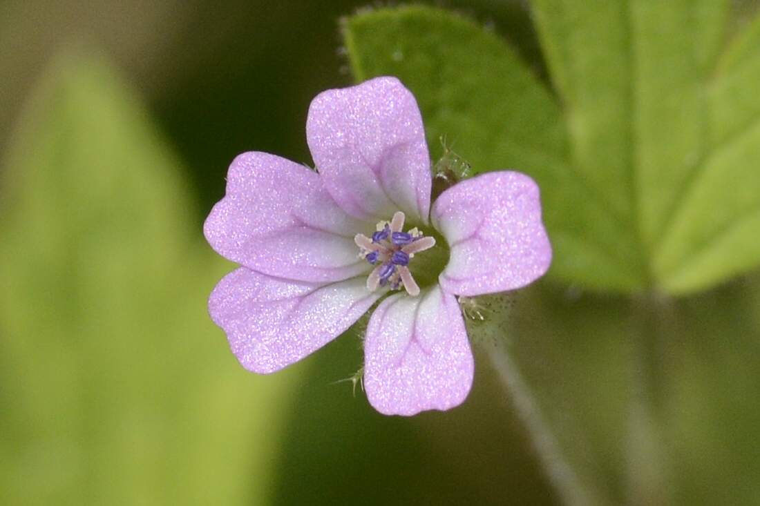 Geranium rotundifolium