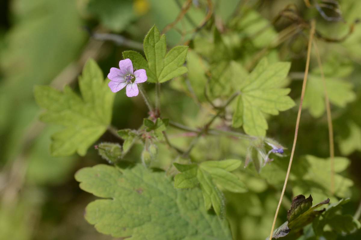 Geranium rotundifolium