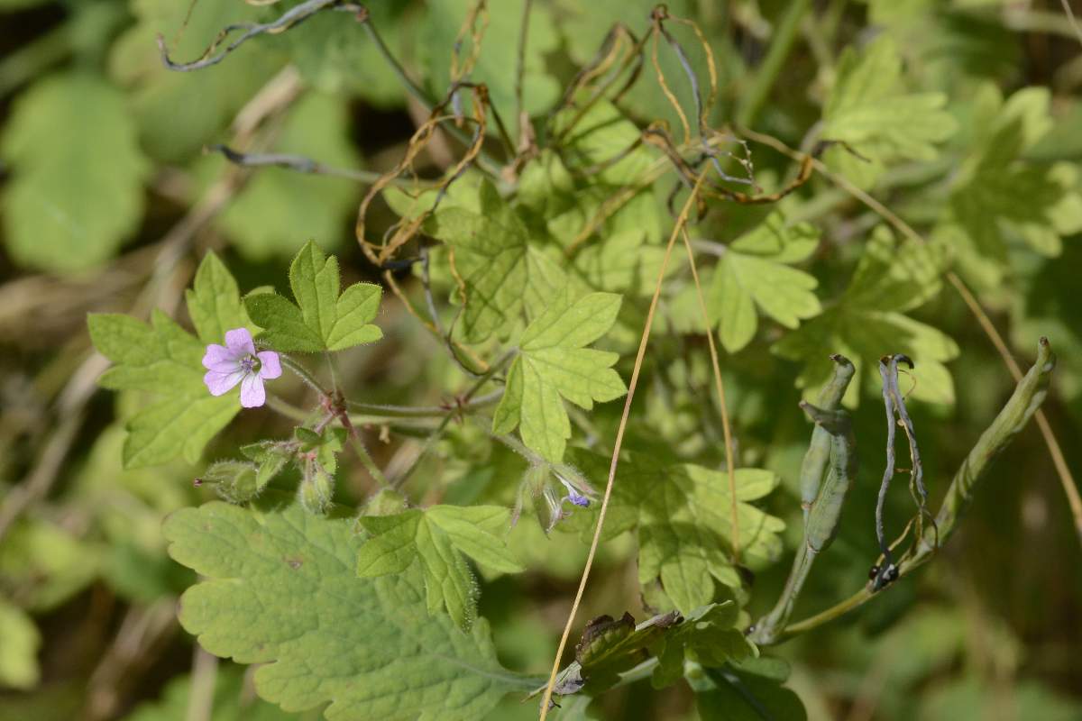 Geranium rotundifolium