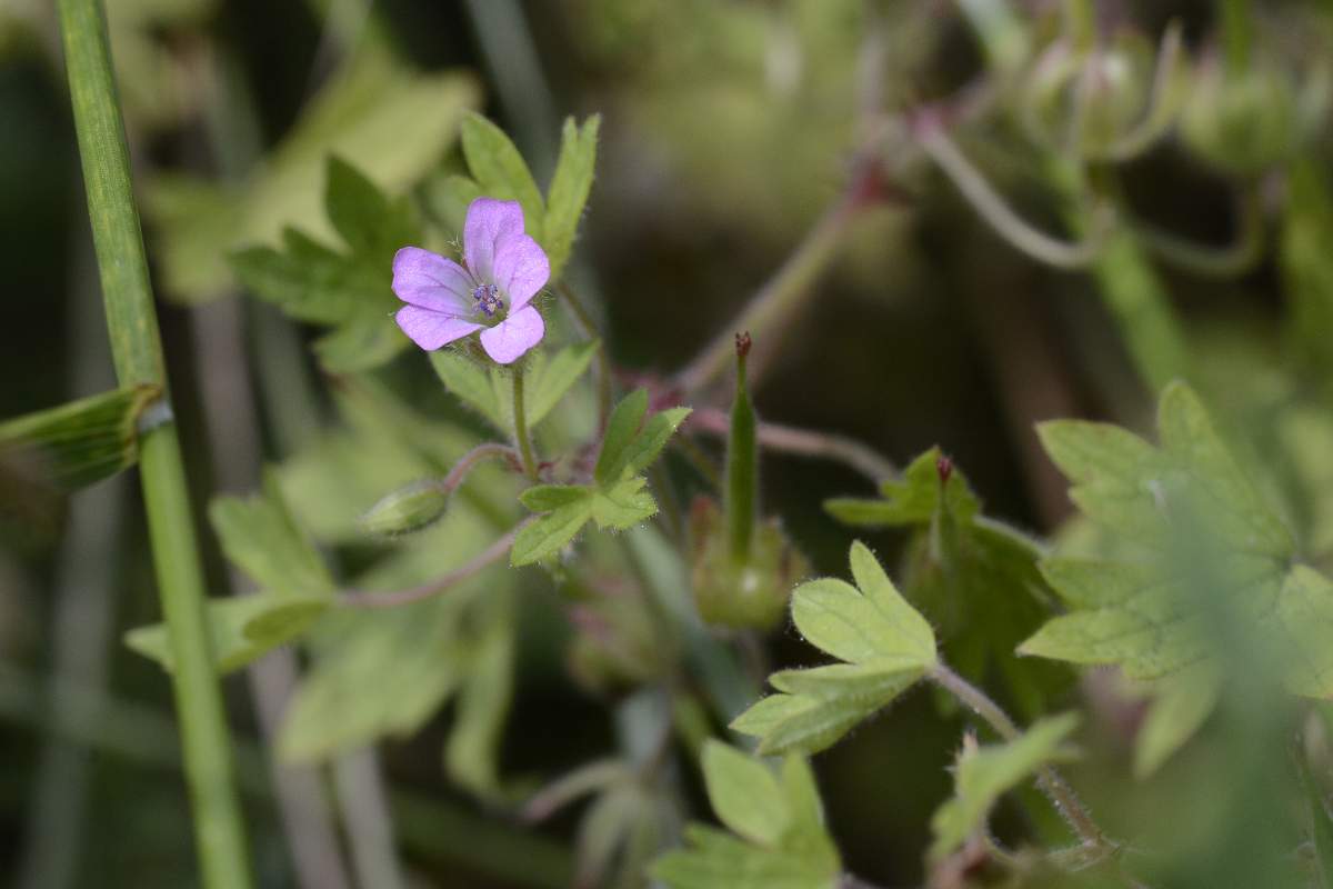 Geranium rotundifolium