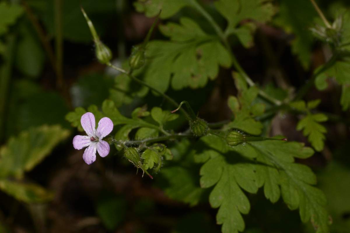 Geranium robertianum