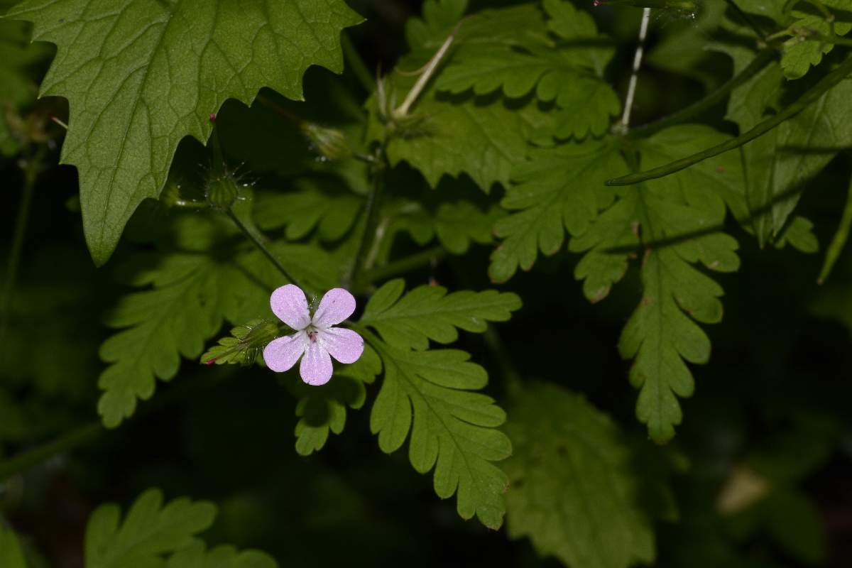 Geranium robertianum