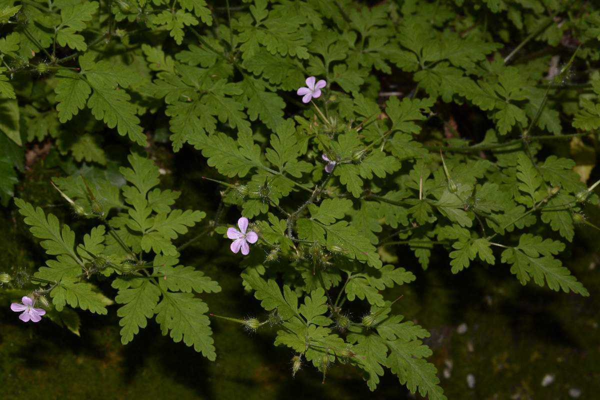 Geranium robertianum