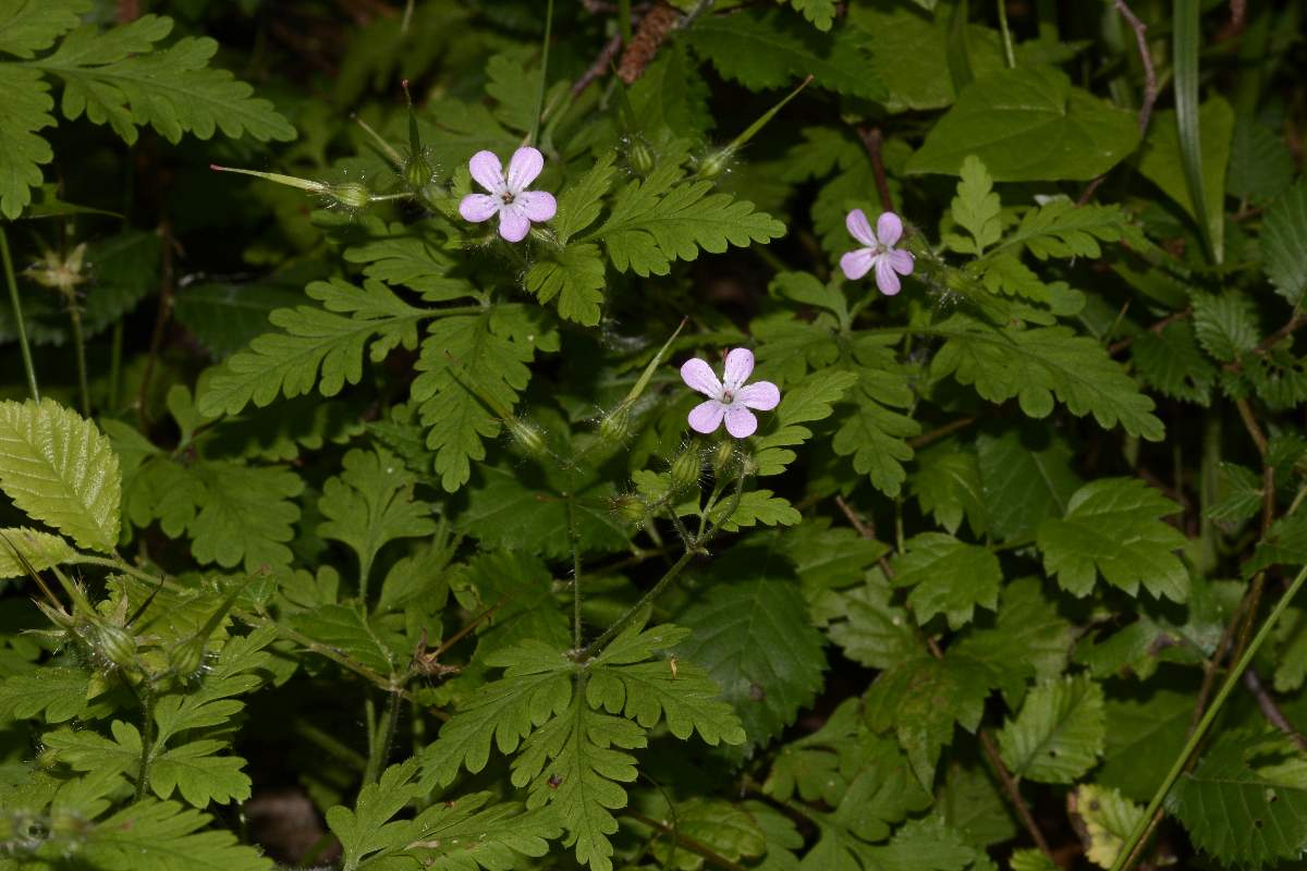 Geranium robertianum