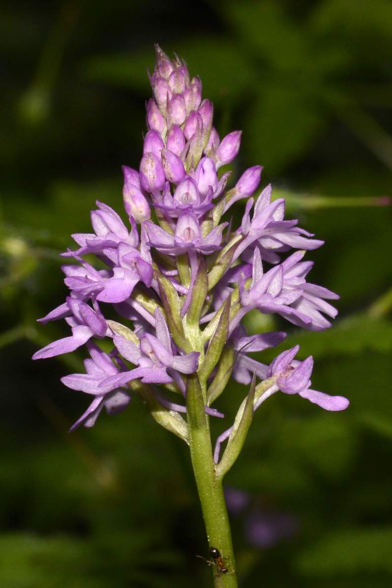 Anacamptis pyramidalis