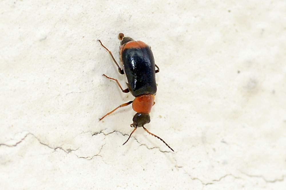 Coleottero da identificare: Ebaeus sp.