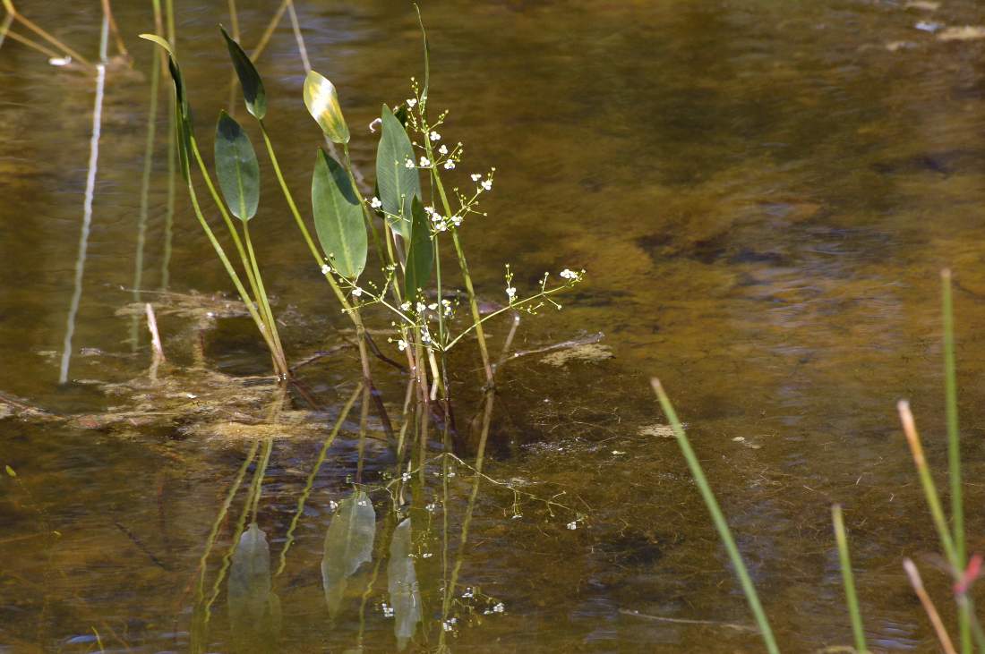 Monfenera (TV): Alisma plantago-aquatica