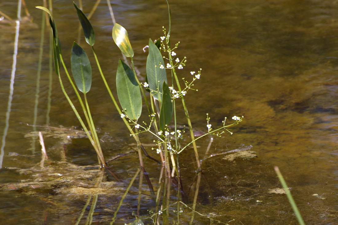 Monfenera (TV): Alisma plantago-aquatica