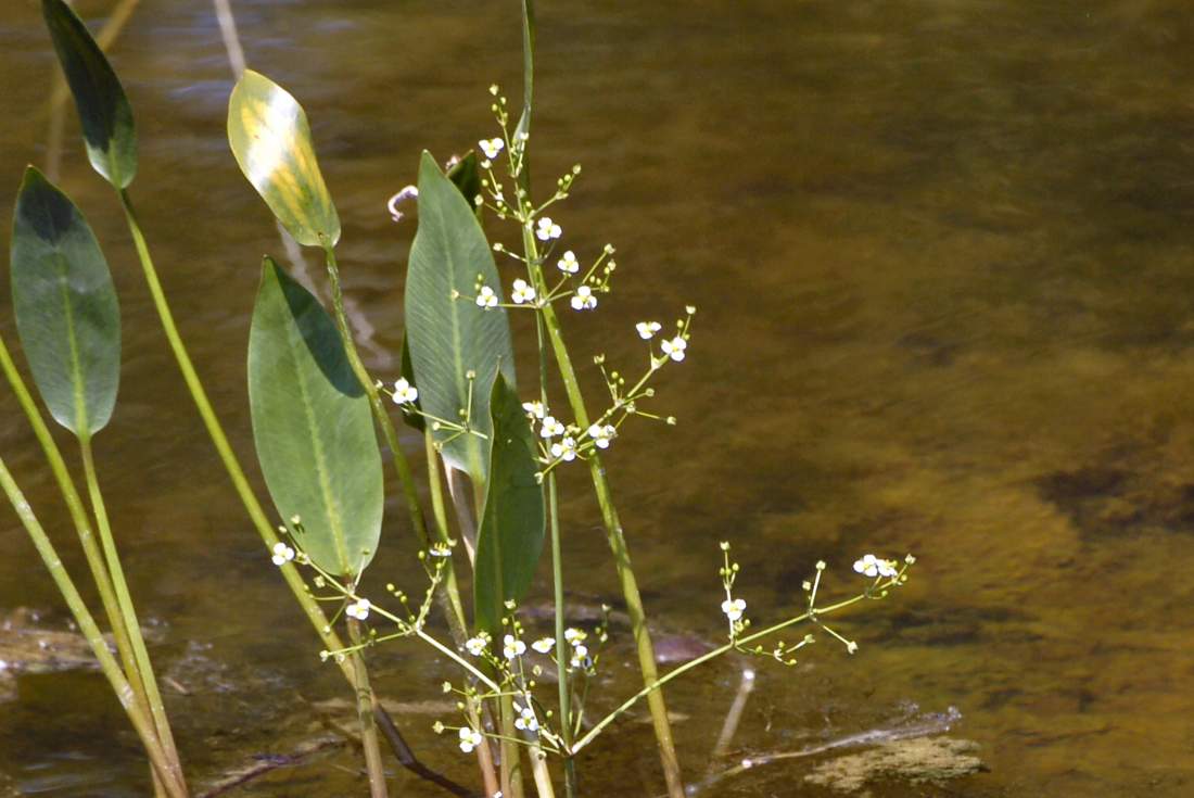 Monfenera (TV): Alisma plantago-aquatica