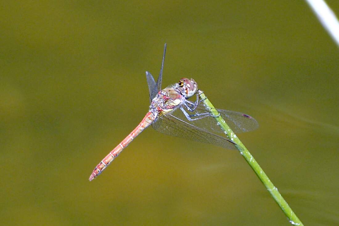 Libellula da ID