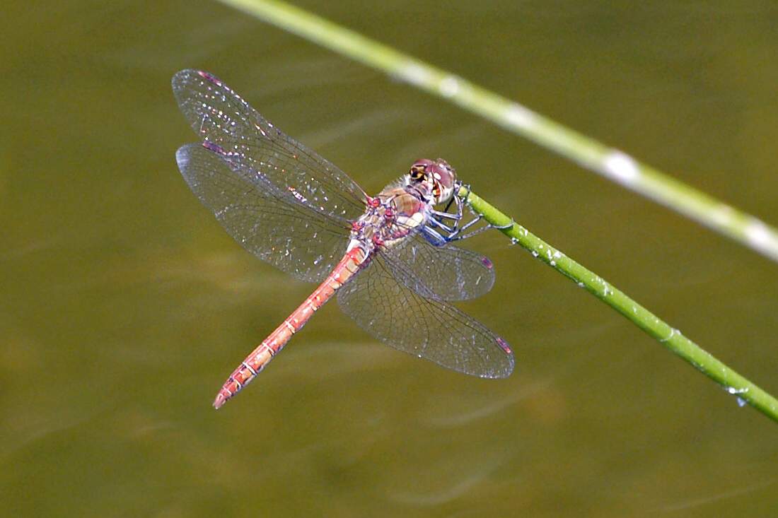 Libellula da ID