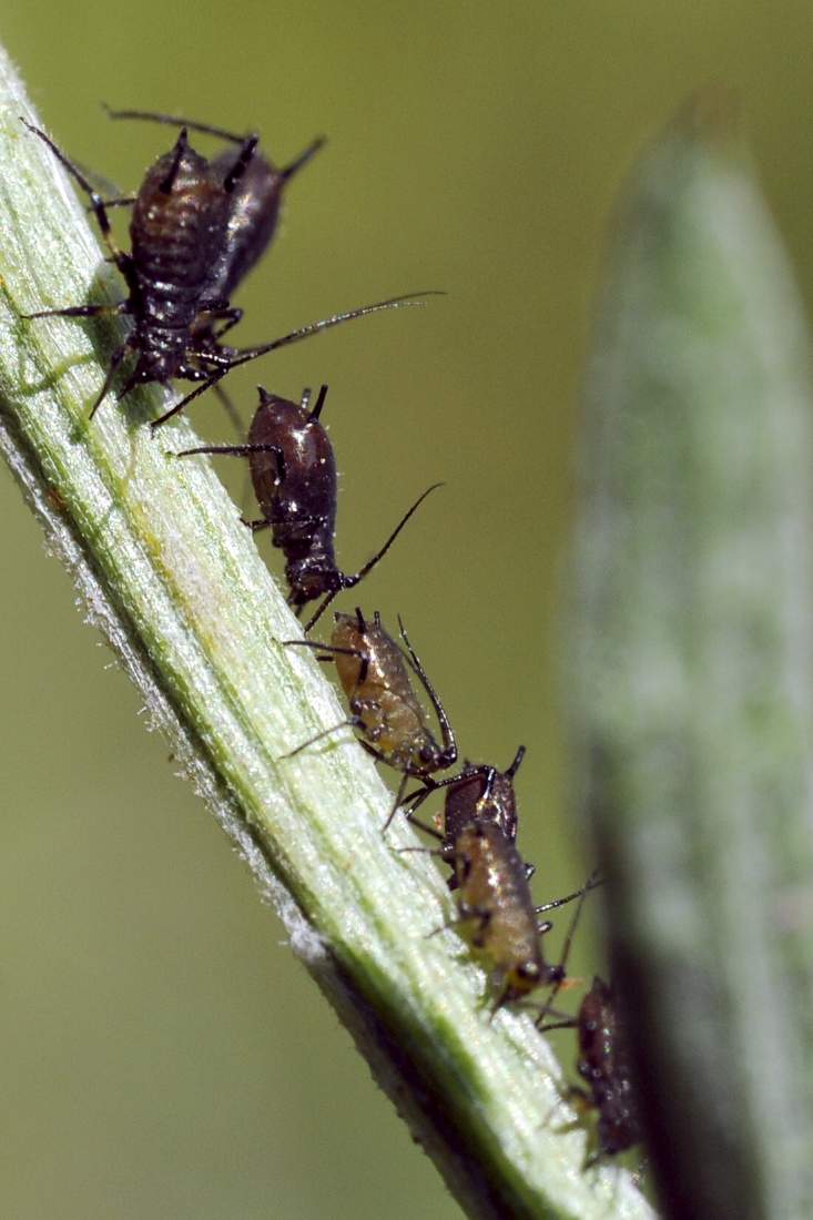 Aphididae - Uroleucon sp. del Veneto (TV)