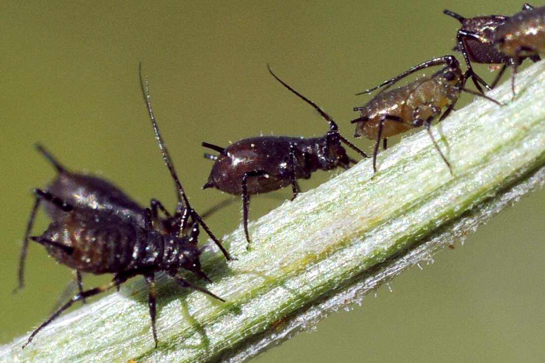 Aphididae - Uroleucon sp. del Veneto (TV)