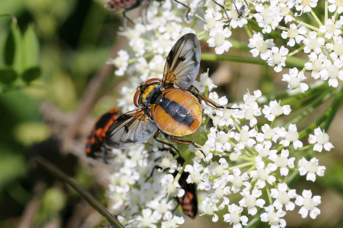 Ectophasia crassipennis, maschio