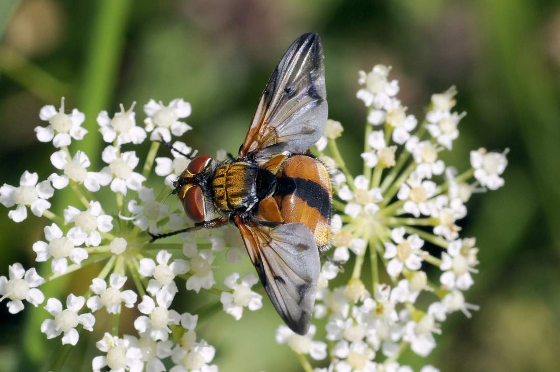 Ectophasia crassipennis, maschio