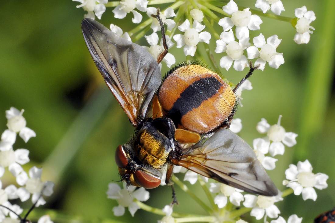 Ectophasia crassipennis, maschio