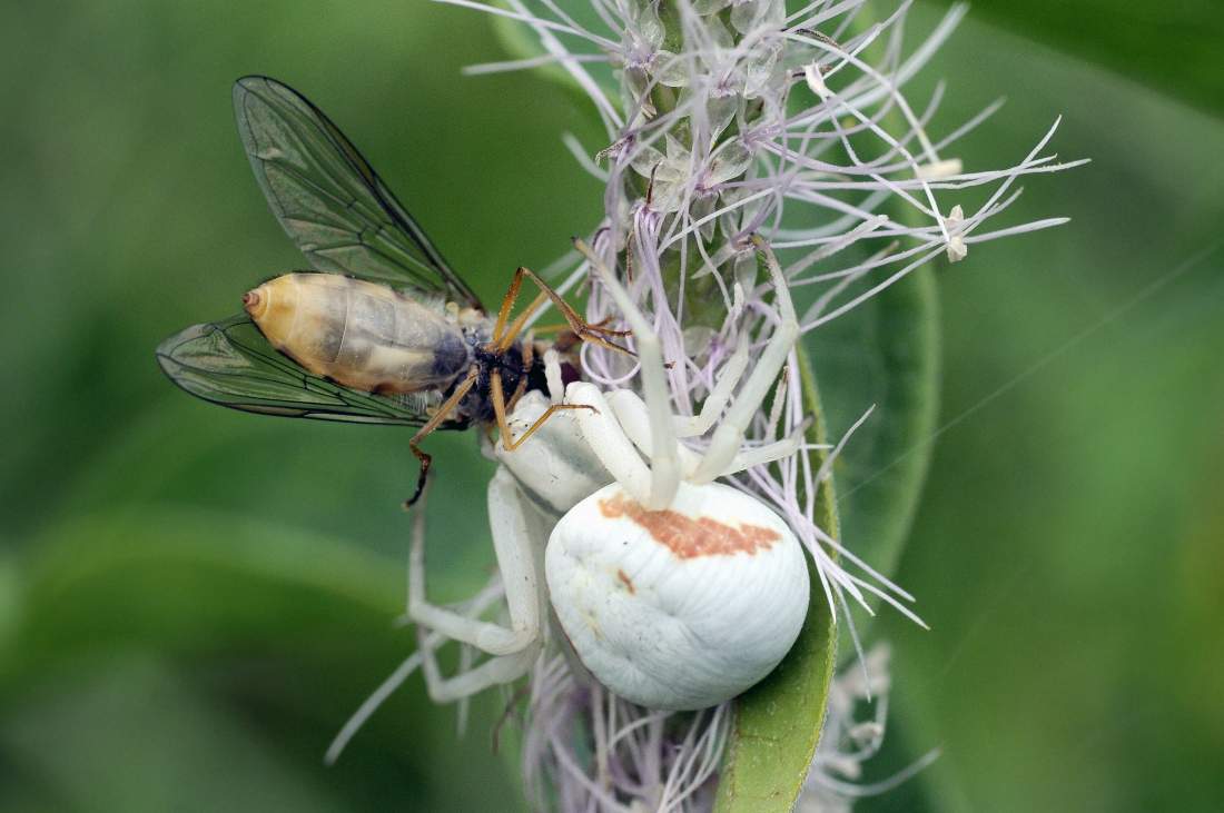 Misumena vatia con Syrphidae