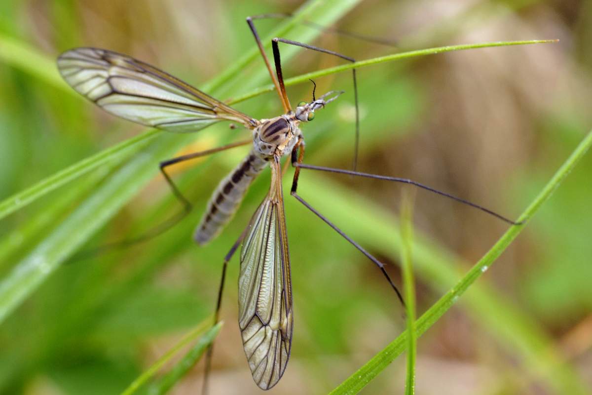 Tipula credo da ID