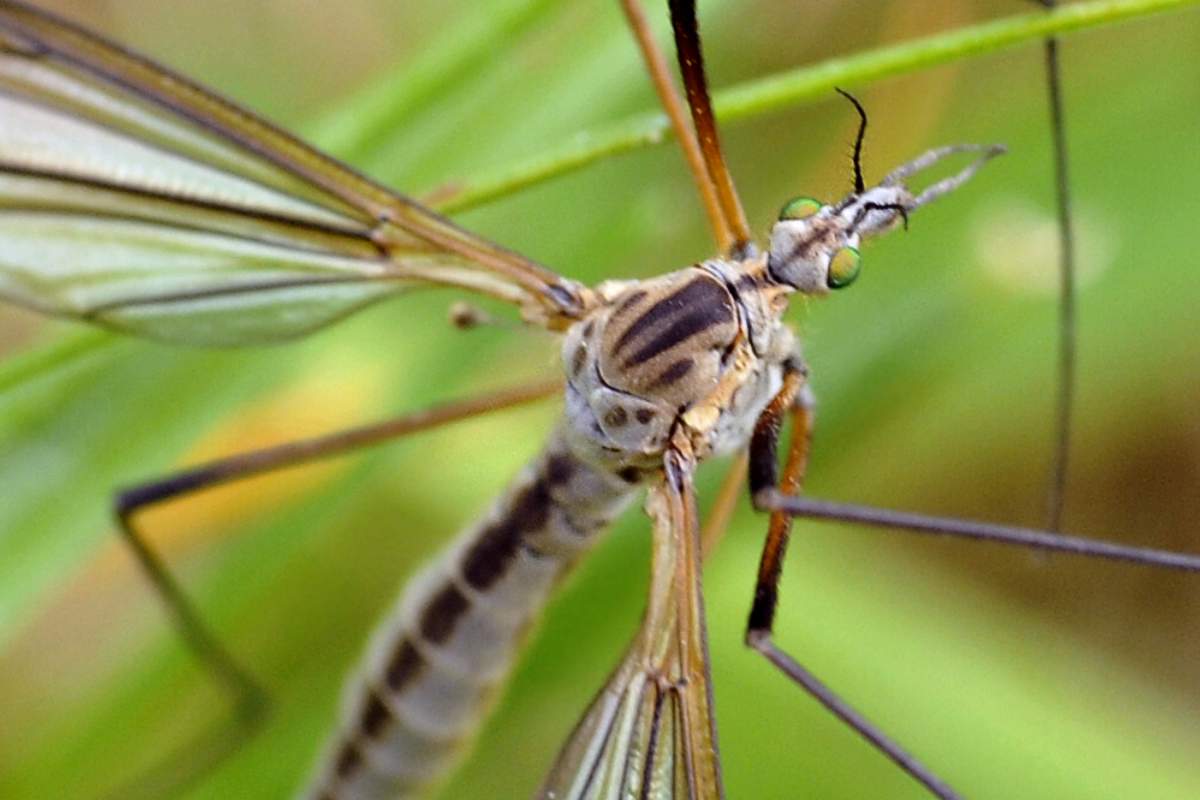 Tipula credo da ID