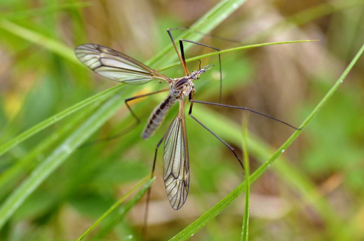 Tipula credo da ID