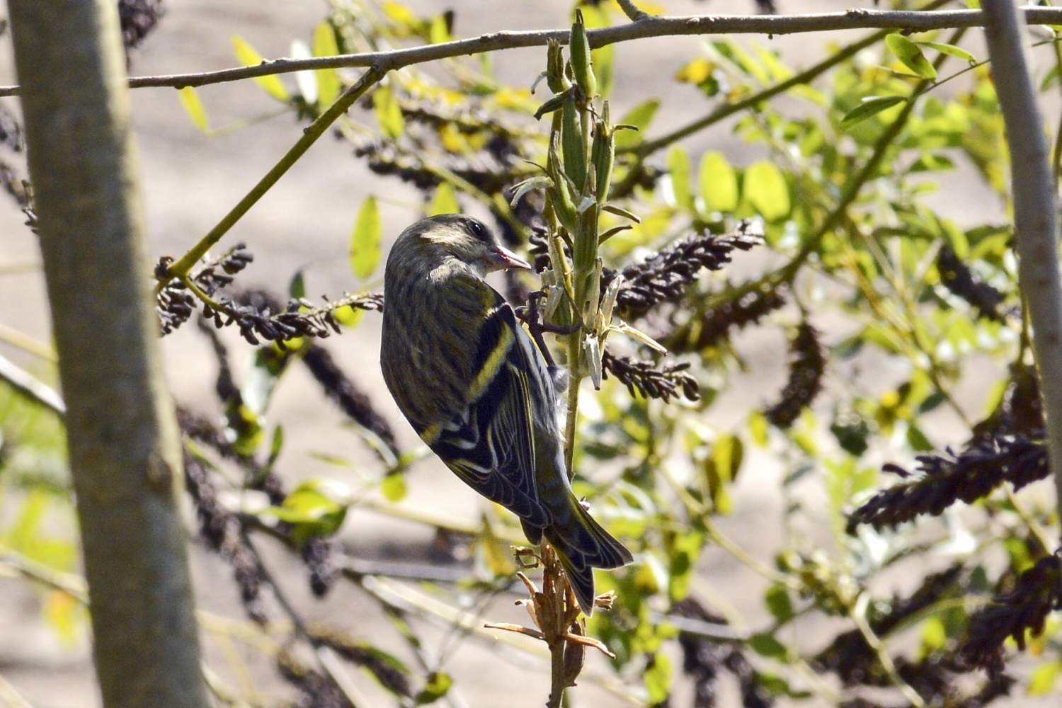 Lucherino (Carduelis spinus) femmina