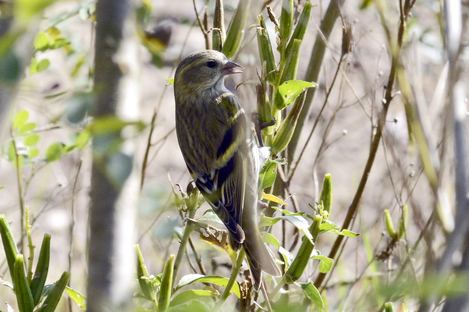 Lucherino (Carduelis spinus) femmina