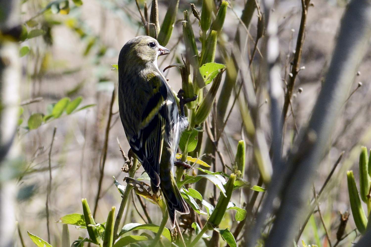 Lucherino (Carduelis spinus) femmina