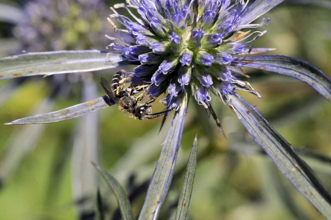 Maschio di Halictus sp.