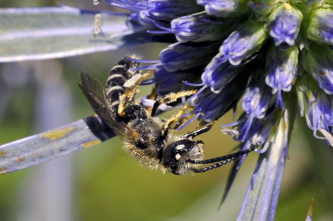 Maschio di Halictus sp.