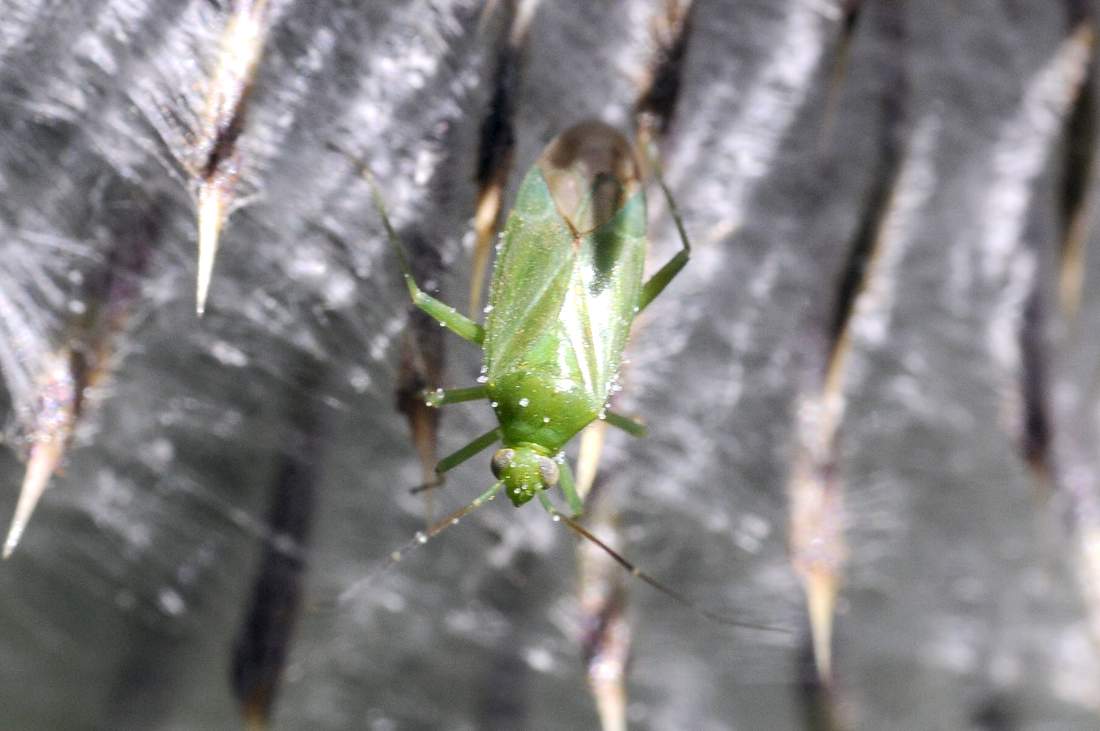 Miridae: Lygocoris cf pabulinus del Veneto (TV)