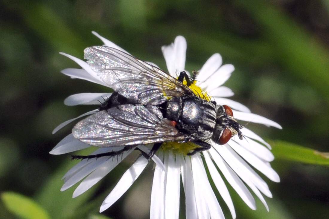 Mosca da ID:  fam. Sarcophagidae