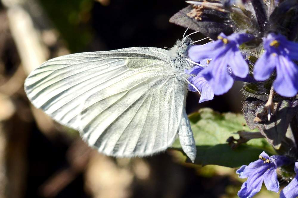 Leptidea sinapis, Pieridae