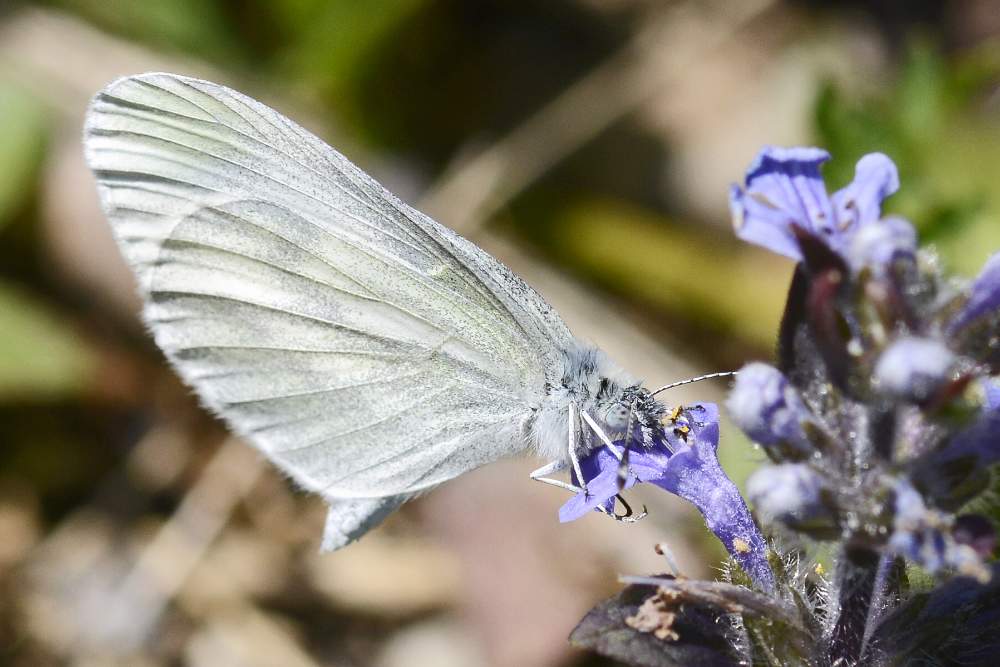 Leptidea sinapis, Pieridae