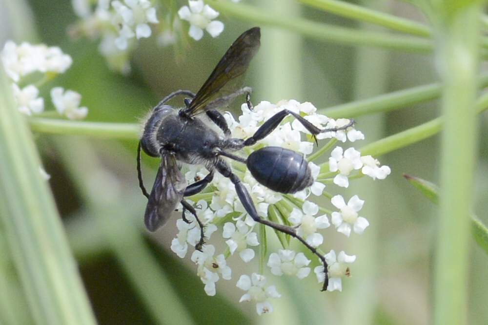 Vespa nera sui fiori: Isodonthia mexicana