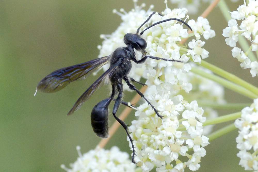 Vespa nera sui fiori: Isodonthia mexicana