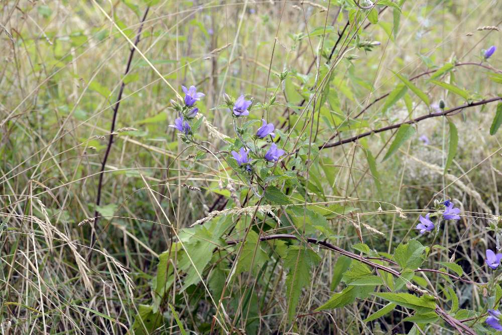 Campanula a foglie strane bononiensis??