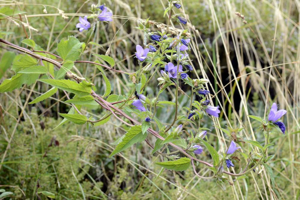 Campanula a foglie strane bononiensis??