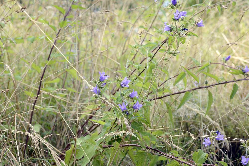 Campanula a foglie strane bononiensis??