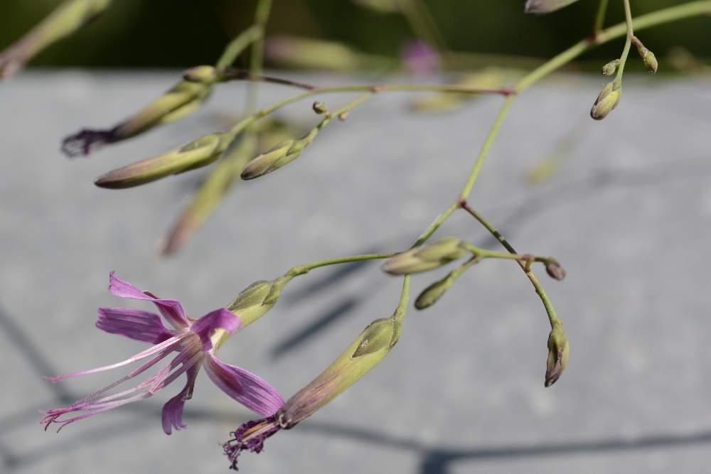 Prenanthes purpurea