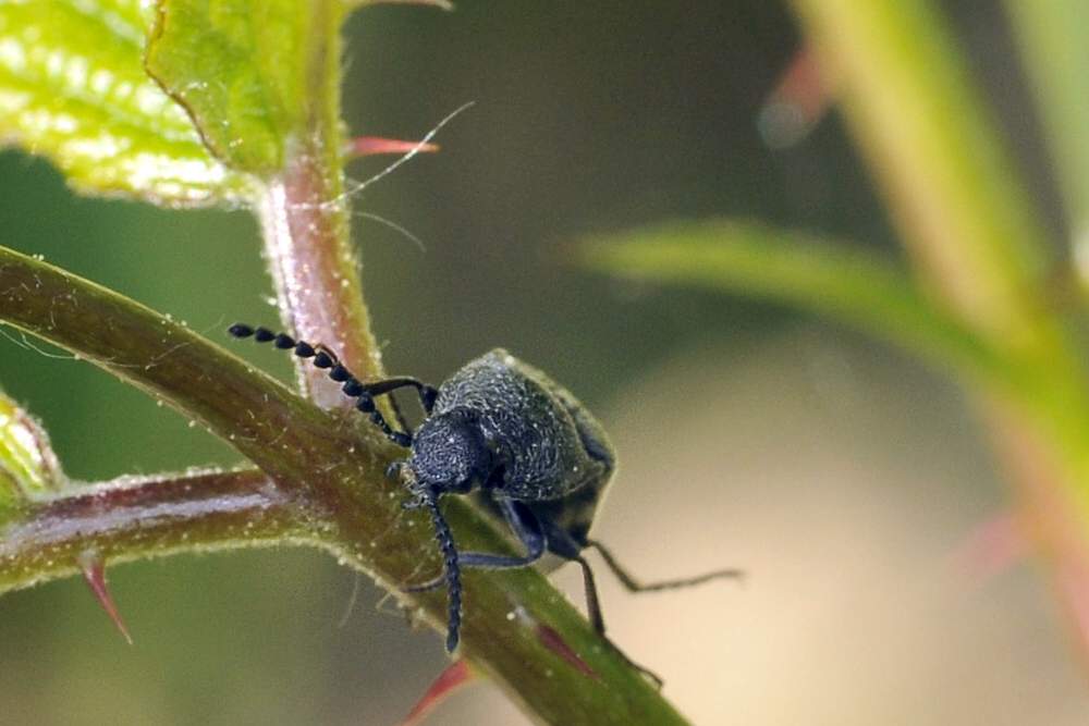 Cidnopus sp. o  Dicronychus sp. (Elateridae)