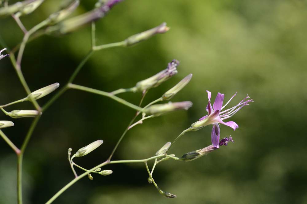 Prenanthes purpurea