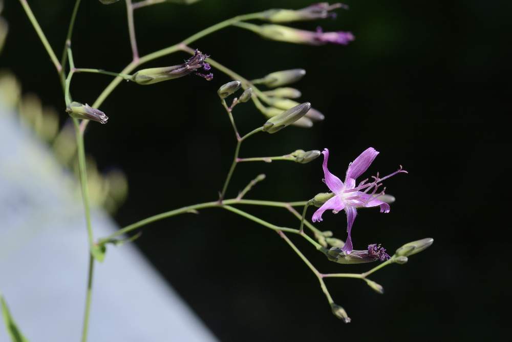 Prenanthes purpurea