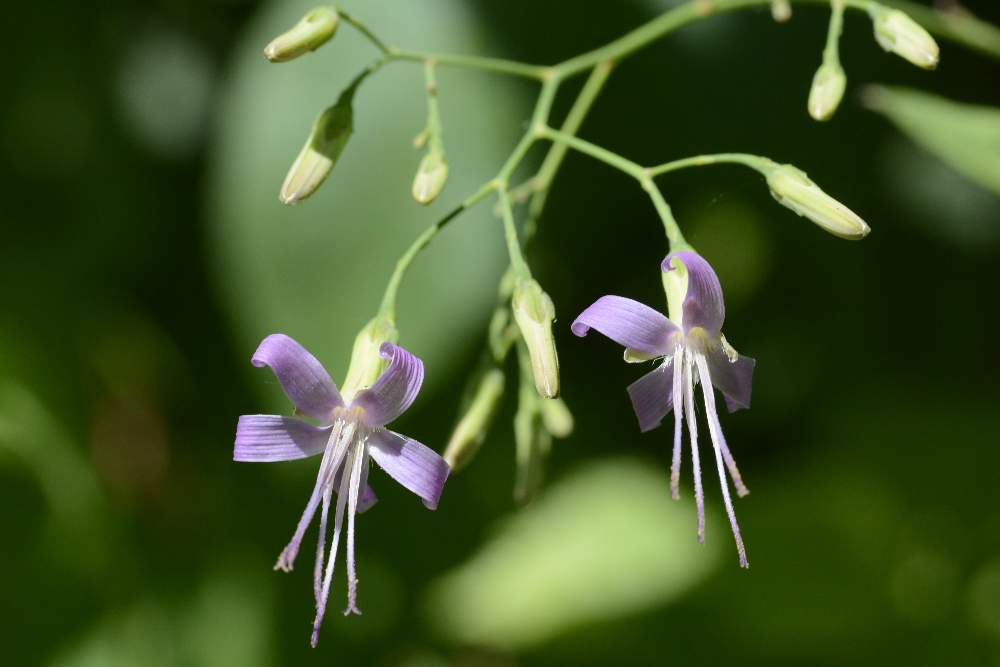 Prenanthes purpurea