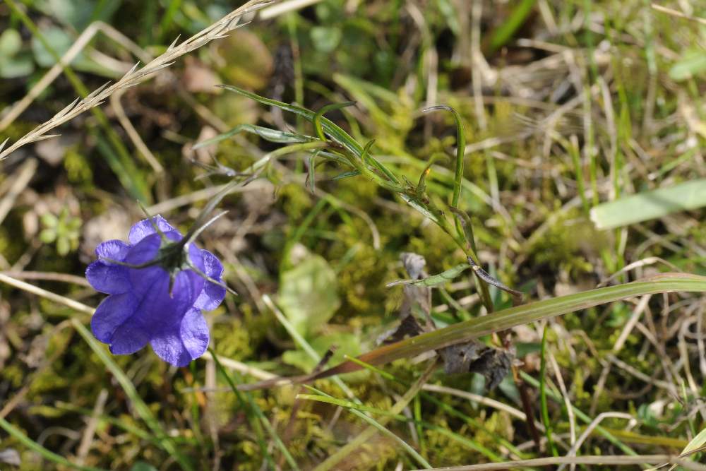 Campanula  a me sconosciuta